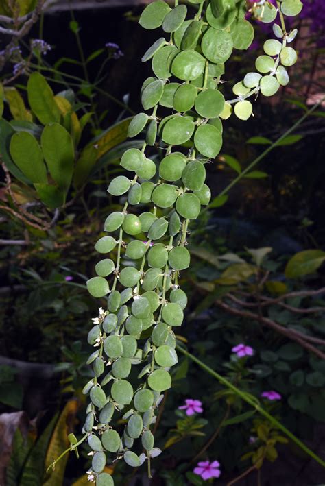 串錢藤風水|福星花園: 串錢藤(百萬心)